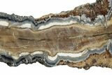 Mammoth Molar Slice with Case - South Carolina #238444-2